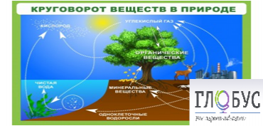 Стенд "Круговорот веществ" - «globural.ru» - Минусинск