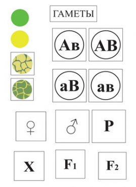 Модель-аппликация Дигибридное скрещивание  и  его цитологические основы - «globural.ru» - Минусинск