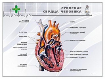 Стенд "Строение сердца человека" - «globural.ru» - Минусинск