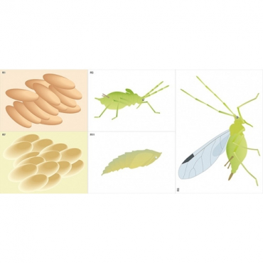 Модель-аппликация Развитие насекомых с полным и не полным превращением - «globural.ru» - Минусинск
