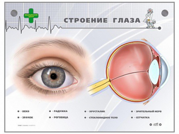 Интерактивный стенд "Строение глаза" - «globural.ru» - Минусинск