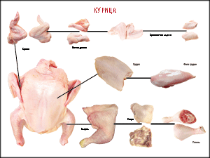 Правила разделки мясных туш "Курица" 1000*1400 винил - «globural.ru» - Минусинск