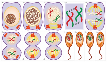 Модель-аппликация Деление клетки. Митоз и мейоз - «globural.ru» - Минусинск