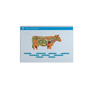 Стенд-планшет светодинамический "Изучение нервной системы сельскохозяйственных животных" со сменными панелями - «globural.ru» - Минусинск