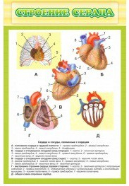 Стенд "Строение сердца" - «globural.ru» - Минусинск