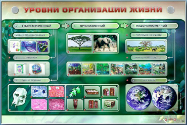 Электрифицированный стенд "Уровни организации жизни" - «globural.ru» - Минусинск