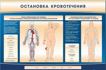 Электрифицированный стенд-тренажер "Остановка кровотечения" - «globural.ru» - Минусинск